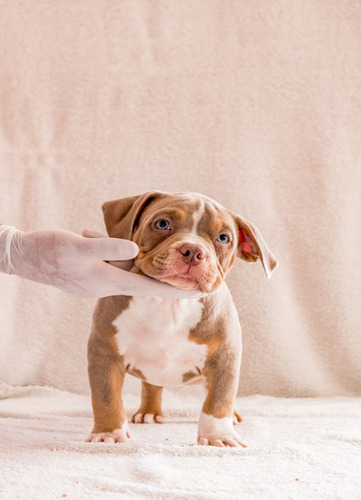 Cachorros American Bully 