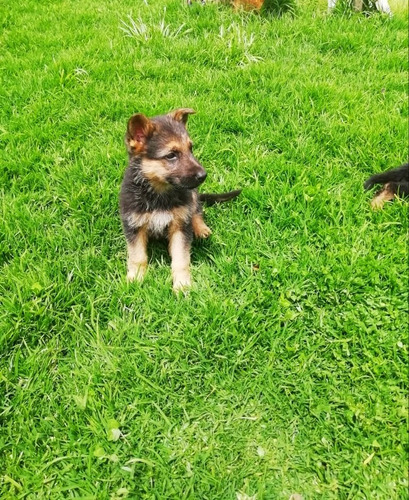 Cachorras Pastor Aleman Hembras