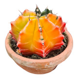 Cacto Colorido Gymnocalycium + Vaso De Cerâmica Fotos Reais!