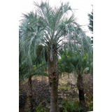 Palmera Especie Butia Yatay