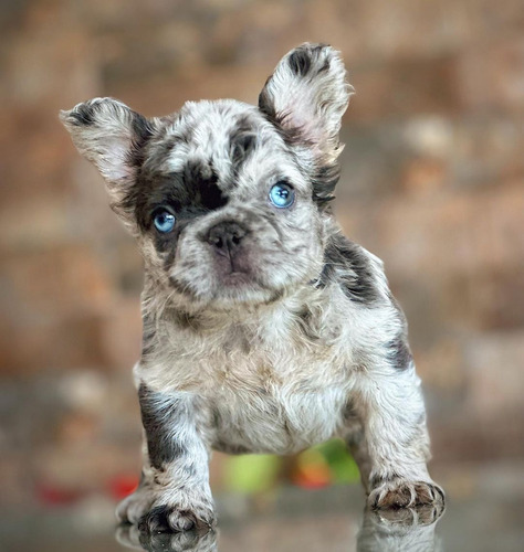 Bulldog Francés Fluffy Blue Merle And Tan Animal Pets