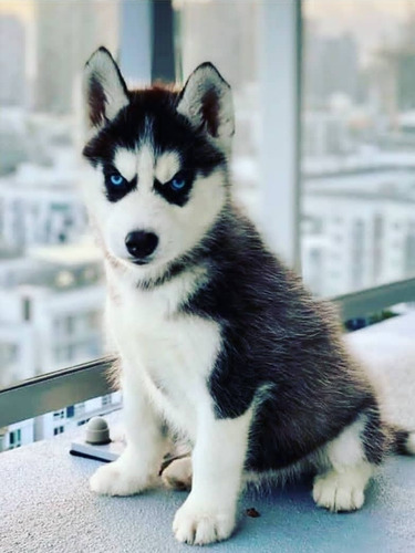 Cachorros Husky Siberiano