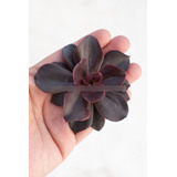 Echeveria Lady Burgundy Suculenta Colección N° 8