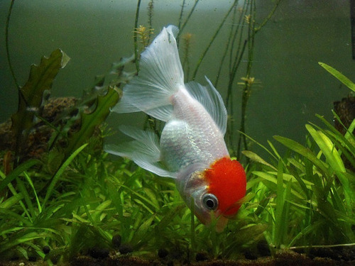 Goldfish Red Cup Chico Oferta Con Mundo Acuatico