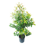 Planta Eugenia 8l Arbusto Cerco Vivo Greenonline Vivero