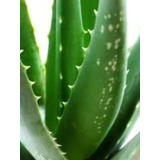1 Muda De Babosa Aloe Vera  Barbadensis Miller Adulta  55cm