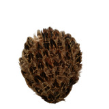 Concha Pluma Natural Faisán 3pz