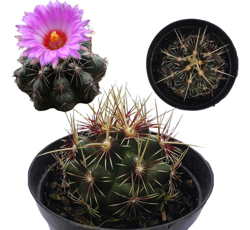 Muda Thelocactus Bicolor Cacto Plantas Naturais Raras Flores