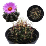 Muda Thelocactus Bicolor Cacto Plantas Naturais Raras Flores