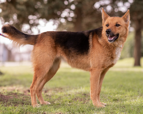 Hermosa Perra Joven En Adopción Responsable Mascota, Gratis 