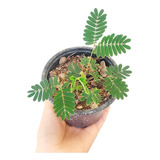 Mimosa Pudica Planta Pequeña Sensitiva 