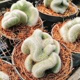 Cactus Exótico Cerebro En Maceta De 6  Envío Incluido