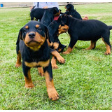 Cachorro Rottweiler Cali, Pereira, Animal Pets Colombia 