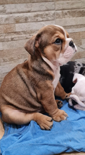 Bulldog Ingles Macho 60 Días Happydad.criadero