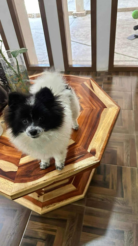 Pomerania Macho