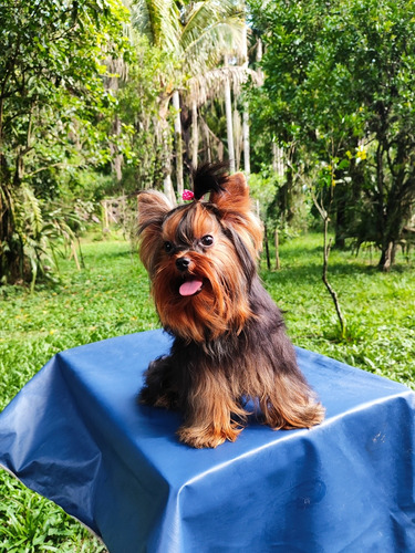 Yorkshire Macho Fêmea De Yorkshire Terrier, Vacinada , Vermí