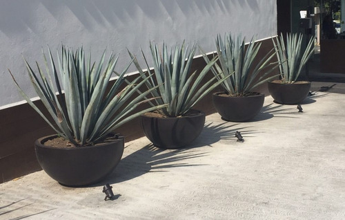 Agave Azul Tequilero (planta 110cm) Envio Gratis Cdmx