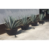 Agave Azul Tequilero (planta 110cm) Envio Gratis Cdmx