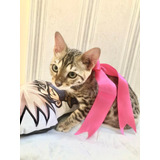 Gato Bengal Lindos M/f Disponiveis Entrego Hoje