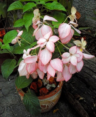 Mussaenda, Hermosa Planta De 1m En Floración