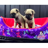 Perros Pugs En Venta Mascotas Medellin