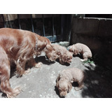 Cachorros Cocker Spaniel