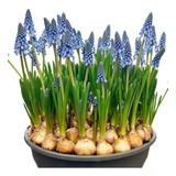 8 Bulbos De Muscari Azul!!