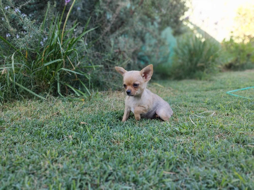 Hermosa Cachorrita Chihuahua Cabeza De Manzana Mini