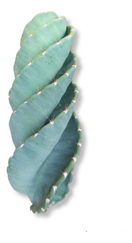 Cactus Tornillo O Espiral Pequeño De 10cm + Envío Gratis 