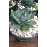 Agave Potatorum - Agaves Coleccion - Consulta El Que Buscas!