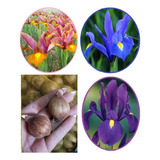 Lirios  Iris Hollandica X 4 Bulbos Bulbos-semillas