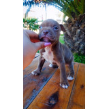 Cachorro Pitbull Red Nose, Chocolate Ef280mil Fotos Reales!