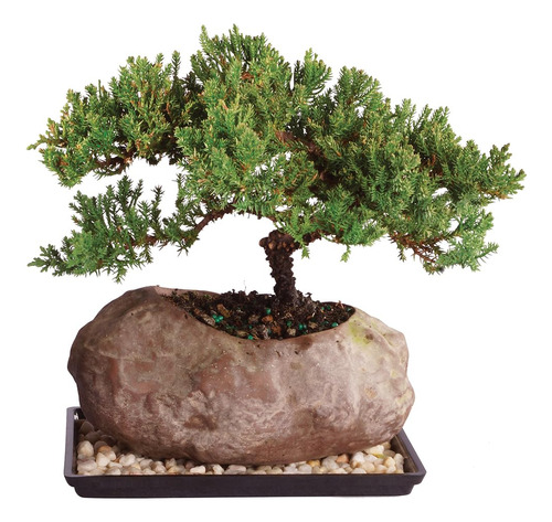 Brussel's Bonsai - Arbol Bonsai De De Enebro Monticulo Verde