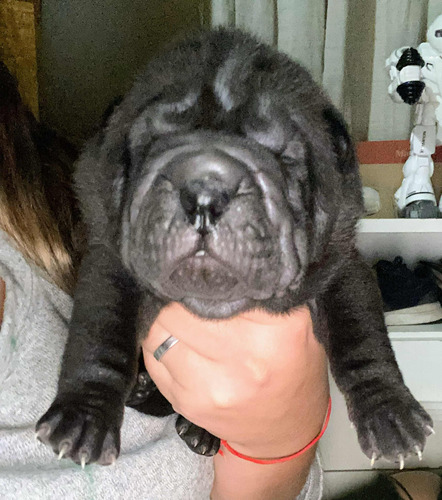 Cachorros Sharpei