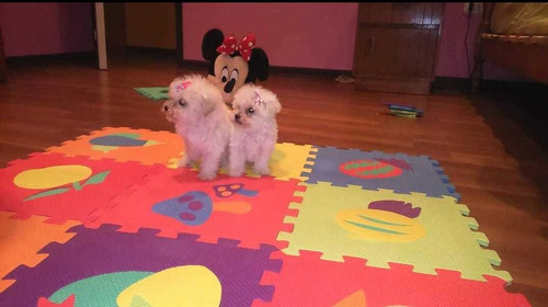  Cachorritos Hermosos  Poodle Toy