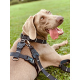 Peitoral E Guia Marca Dogstilo Modelo H  Oferta Imperdivel