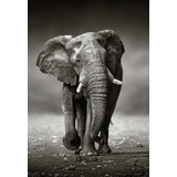 Elefante Blanco Negro Con Marco 40x60 Cuadro Canvas Bastidor