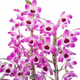 Orquídea Dendrobium Nobiles Olho-de-boneca Planta Adulta