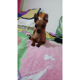 Perro Pinsher Mini Cabeza De  Venado Para Monta Bogota