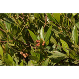 Dodonea Viscosa - Planta Nativa Cerco Verde