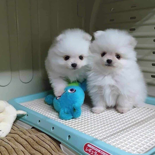 Cachorros Pomerania Blancos