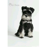 Cachorro Schnauzer Mini 11