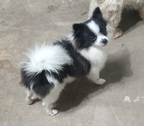 Filhote Spitz Alemão Macho Anão Ursinho Lulu Da Pomerania