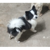 Filhote Spitz Alemão Macho Anão Ursinho Lulu Da Pomerania