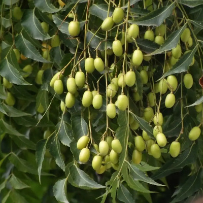 7 Semillas De Neem - Melia Azadirachta Indica Codigo 907 | MercadoLibre