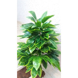 Planta Artificia Árvore Croton Variegata 1,30mt Altura