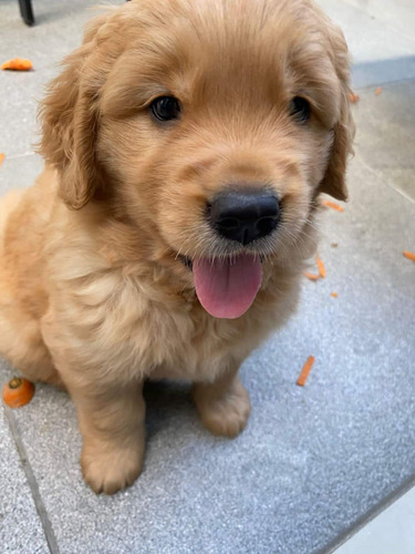 Cachorros Golden Retriever 