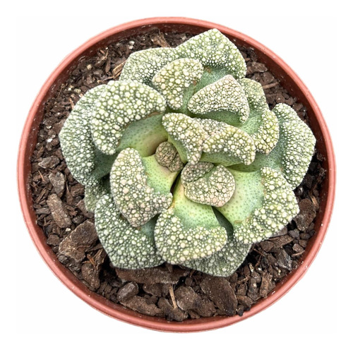 Suculenta Rara Para Colecionador Muda Planta Titanopsis P/09