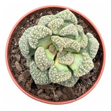 Suculenta Rara Titanopsis Calcarea ( Terra E Vaso Brindes)