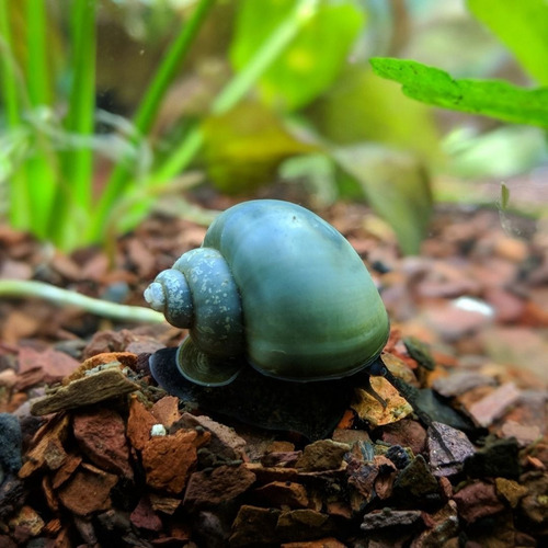 Caracol Azul De Agua Dulce Acuarios Santiago Spa 